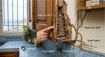 أسباب وجود النمل الابيض في البيت