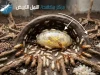 كيفية إيجاد ملكة الأرضة