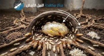 كيفية إيجاد ملكة الأرضة