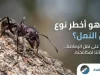 ما هو أخطر نوع من النمل