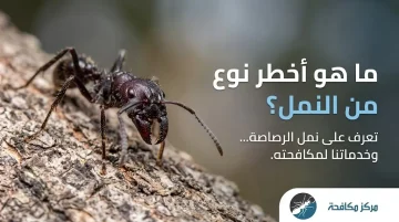 ما هو أخطر نوع من النمل