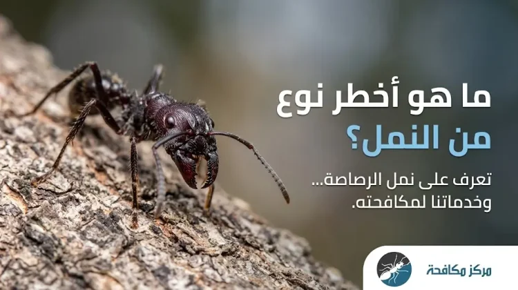 ما هو أخطر نوع من النمل