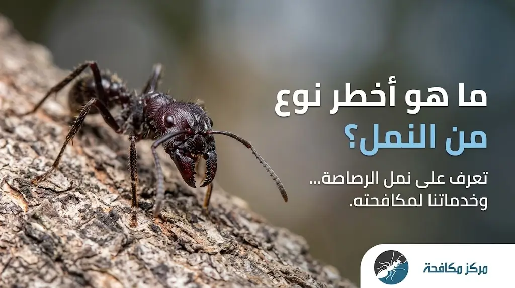 ما هو أخطر نوع من النمل