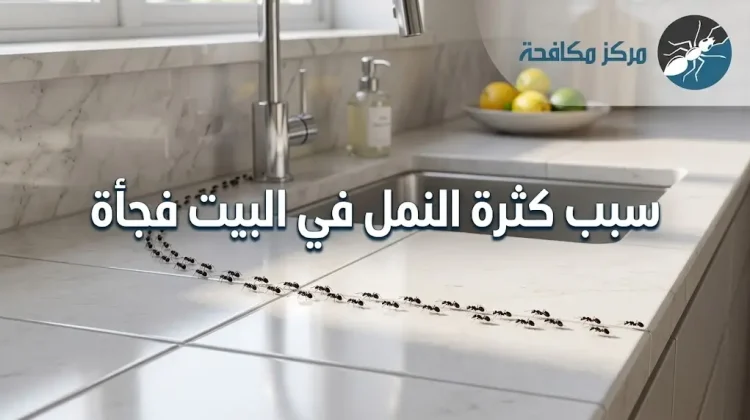 ما سبب كثرة النمل في البيت فجأة؟